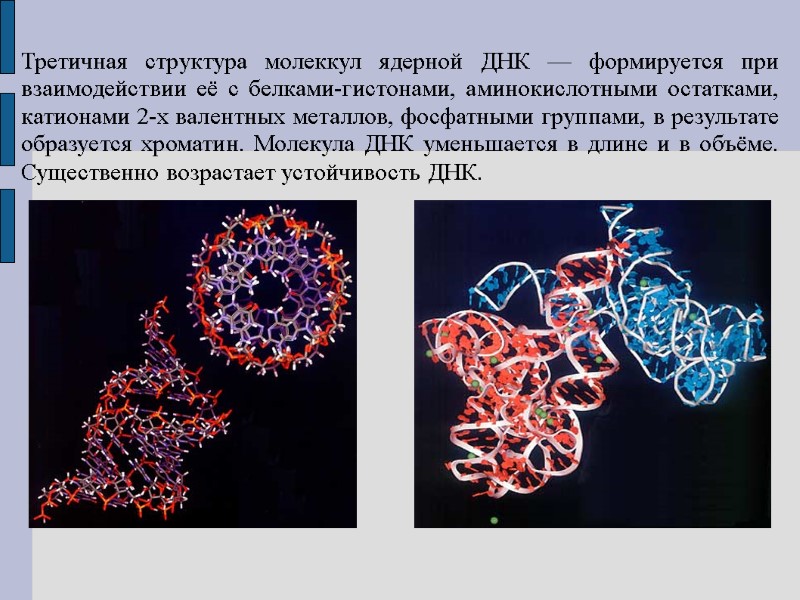 Третичная структура молеккул ядерной ДНК — формируется при взаимодействии её с белками-гистонами, аминокислотными остатками,